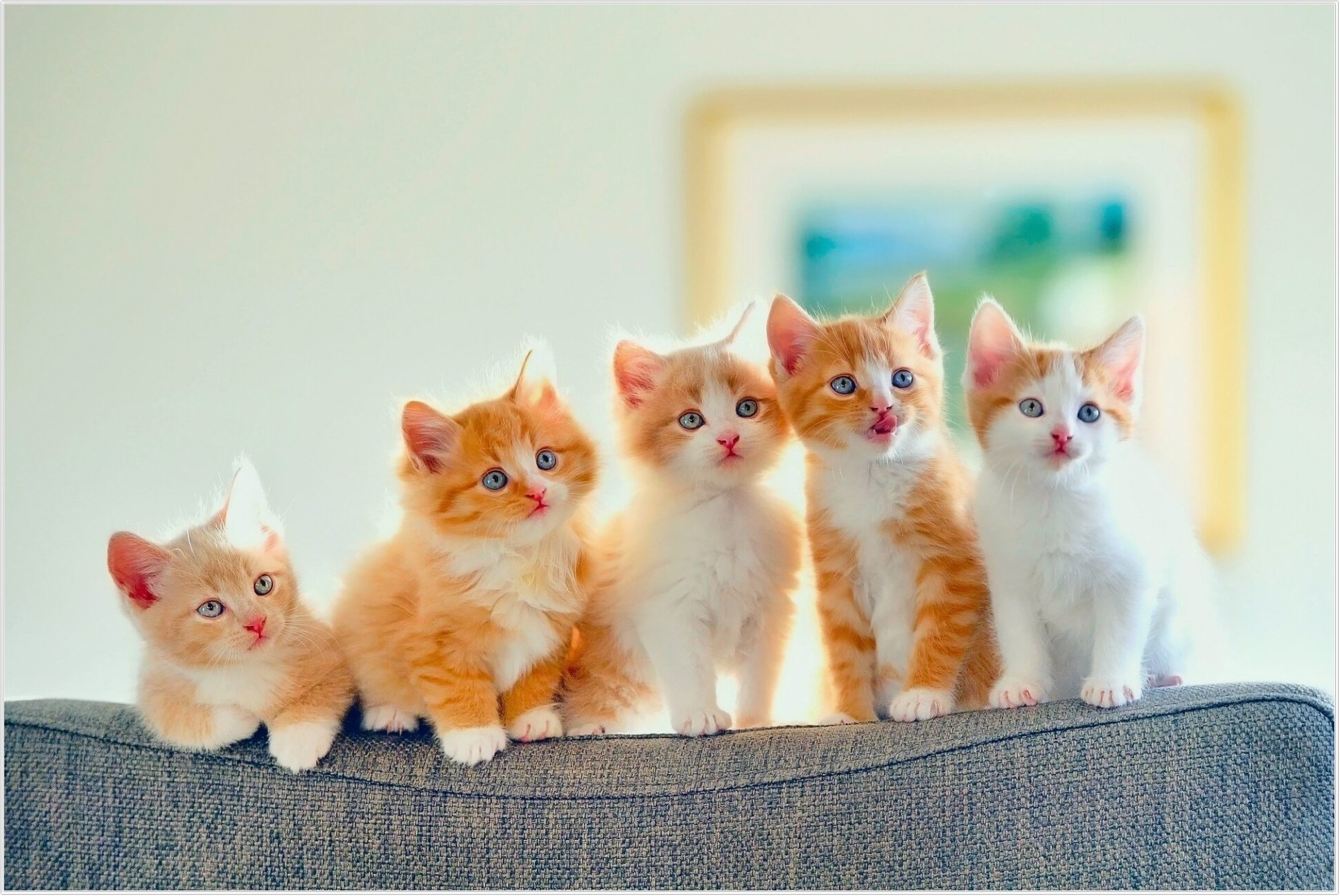 cute-kittens_15