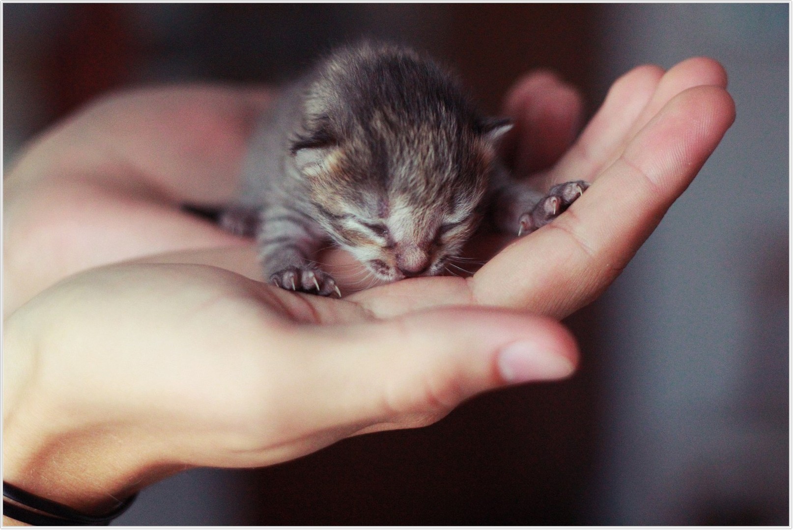 cute-kittens_25
