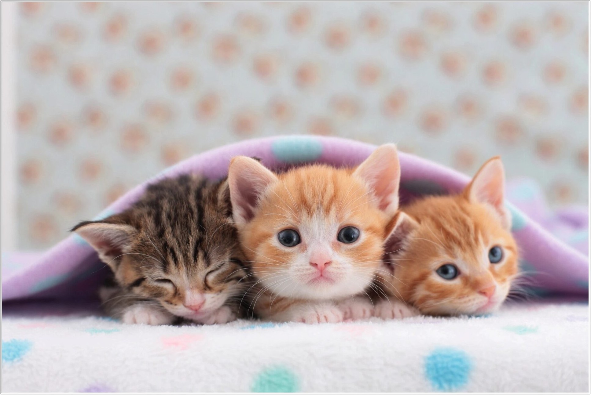 cute-kittens_7