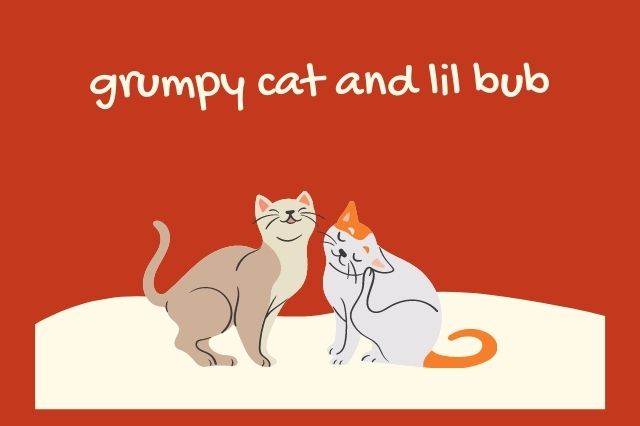 grumpy cat and lil bub