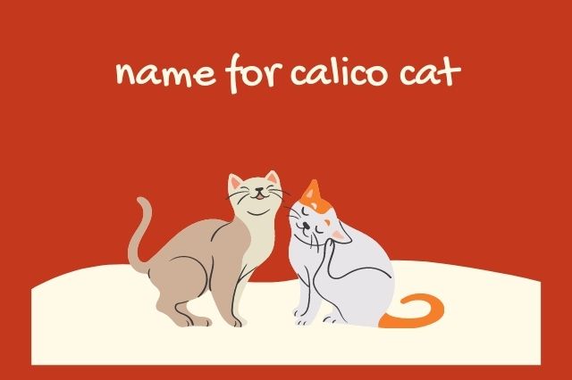 name for calico cat