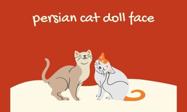 persian cat doll face