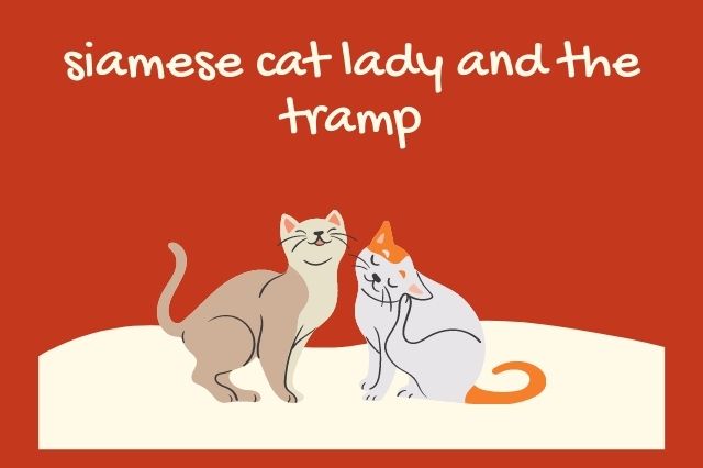 siamese cat lady and the tramp