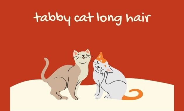 tabby cat long hair