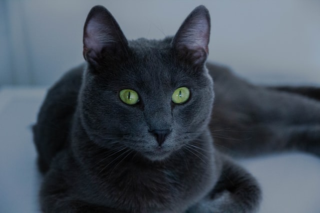price of russian blue cat 0