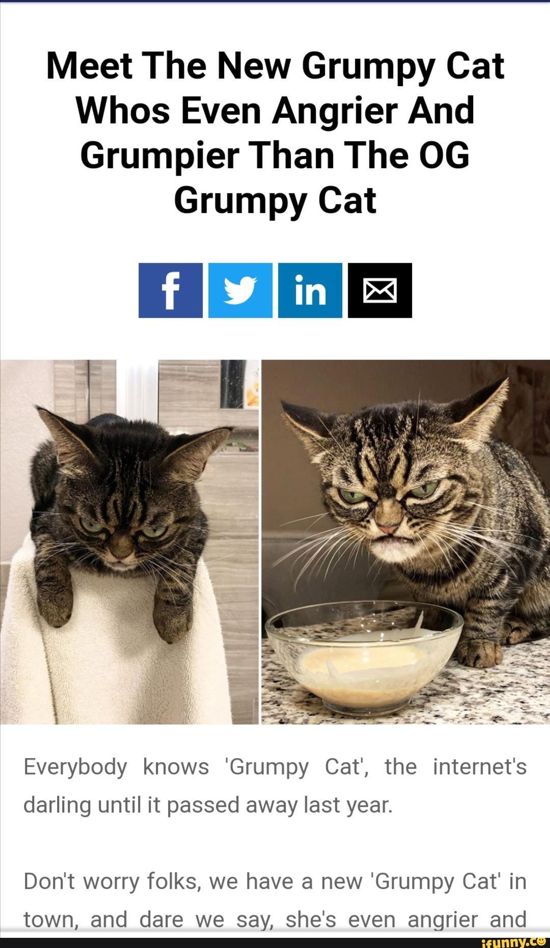 Meet The New Grumpy Cat Whos Even Angrier And Grumpier