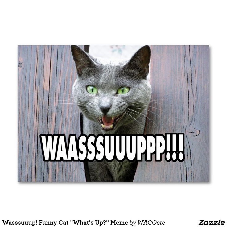 Wasssuuup! Funny Cat "What's Up?" Meme Large Business