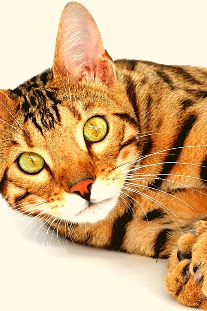 Pin on Cat Breeds
