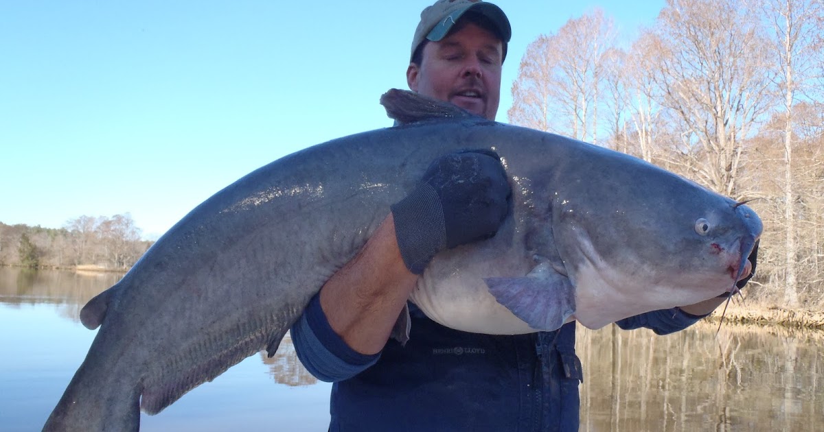 Fishing the Chesapeake RIVER MONSTERS! James River Catfish