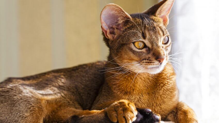 Abyssinian Cat Price Philippines Cat and Dog Lovers