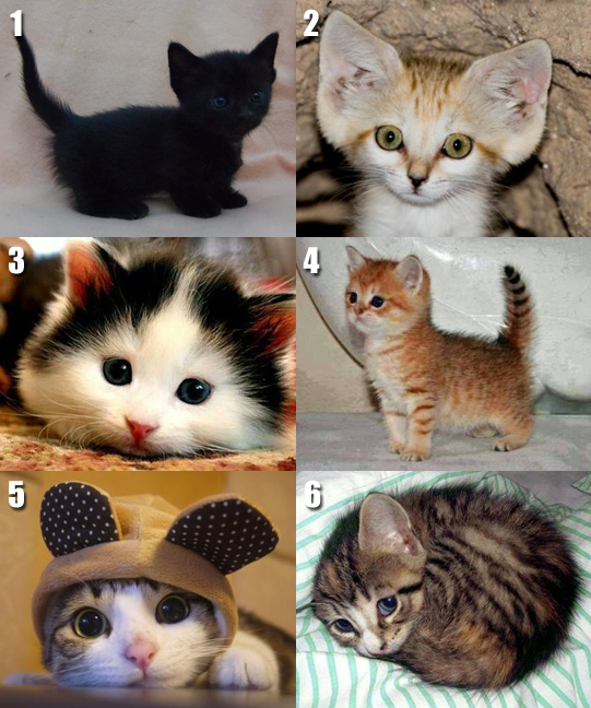 What's Your Number? Meow Aum!