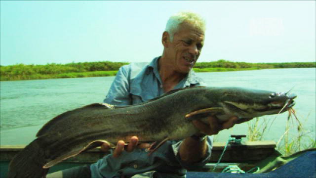 Carnivorous SharpToothed Catfish River Monsters