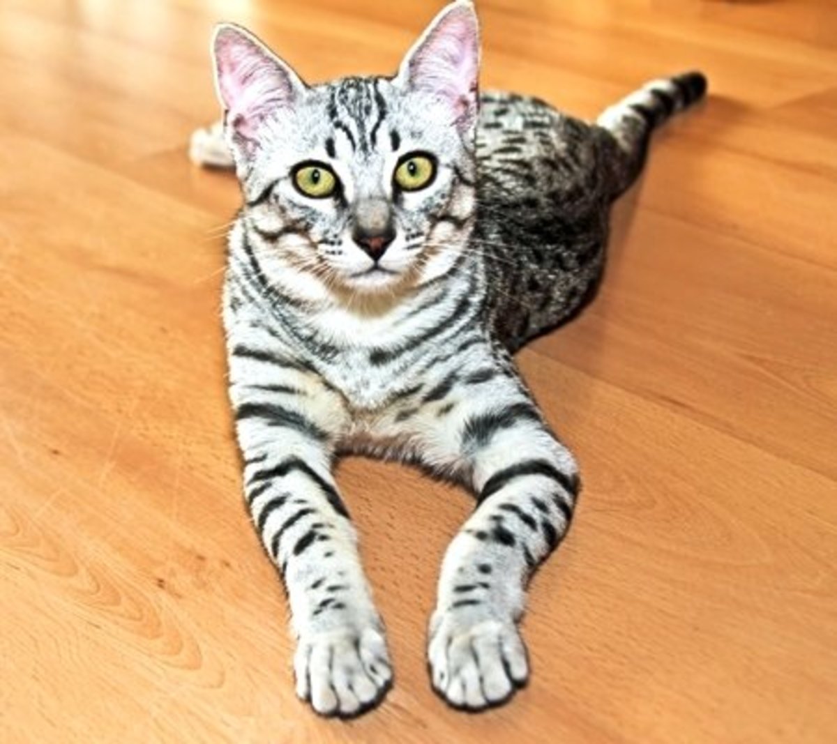 The Egyptian Mau Cat Breed Information and Care HubPages