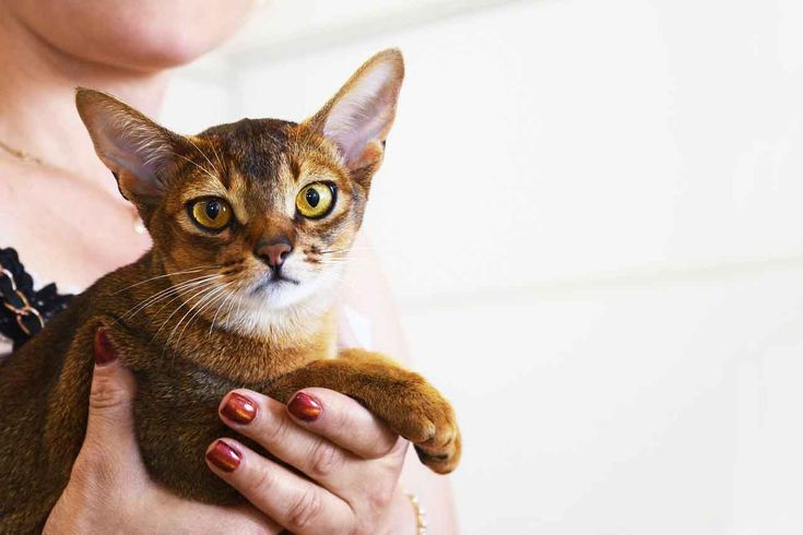 Common Health Problems in Cats Abyssinian cats, Cat
