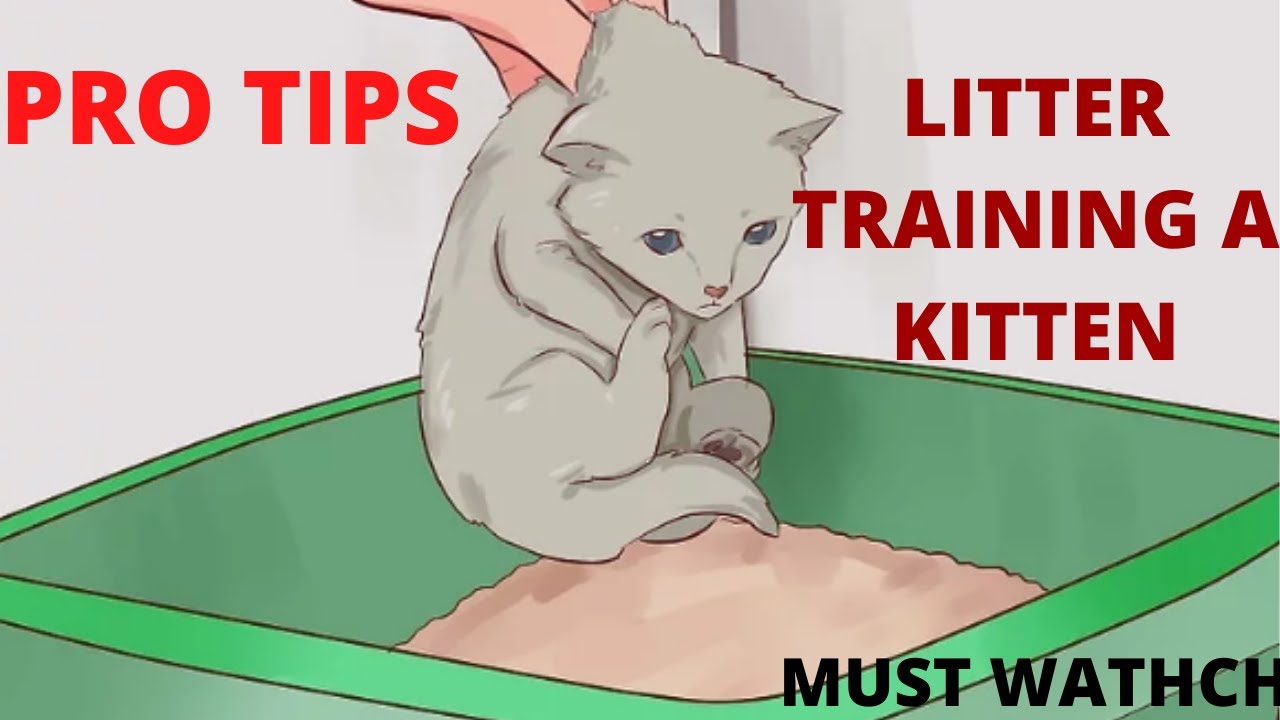 how to litter train a catTHINGS U NEED TO KNOWurdu