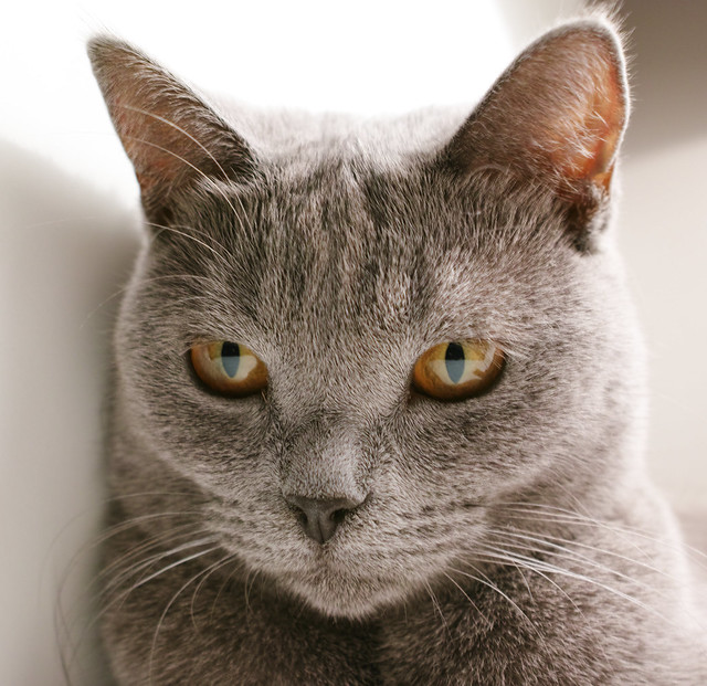 Chartreux Cat Pictures and Information