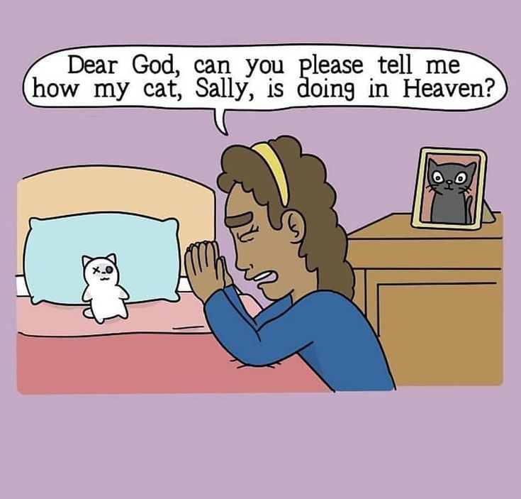 Cat Heaven Comic God comics, Cat heaven, Funny pictures