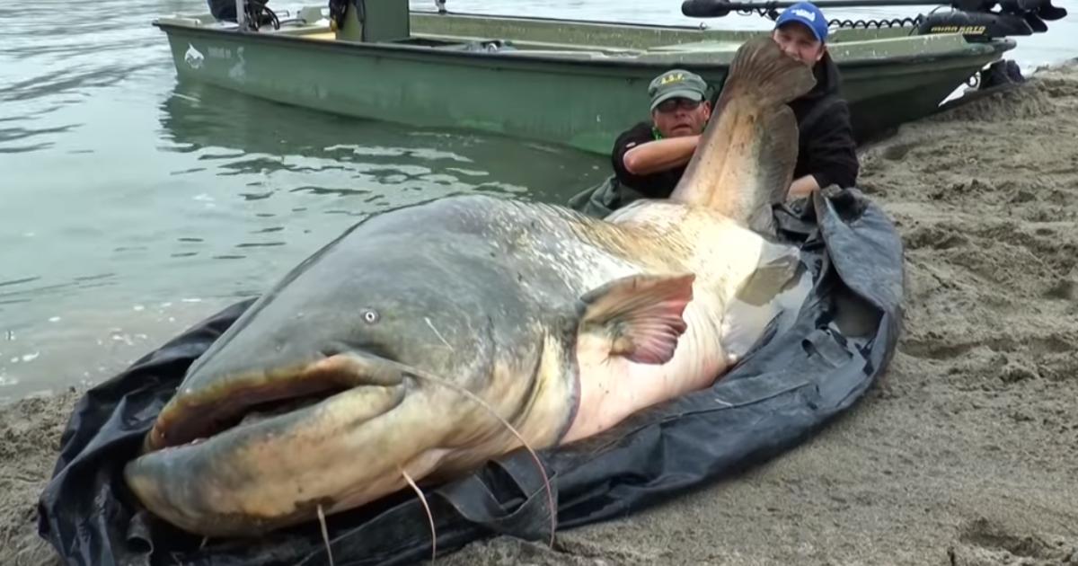 Fisherman Catches RecordBreaking, 9Foot Catfish