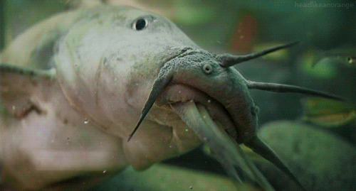 Fish Animated GIF