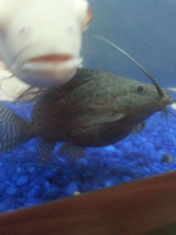 Catfish Pregnant Or Bloated? My Aquarium Club