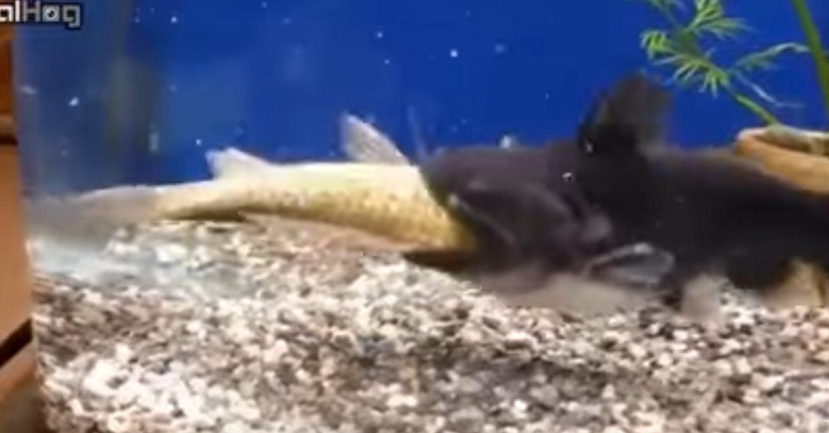 Man films his catfish eating another fish and doubling in