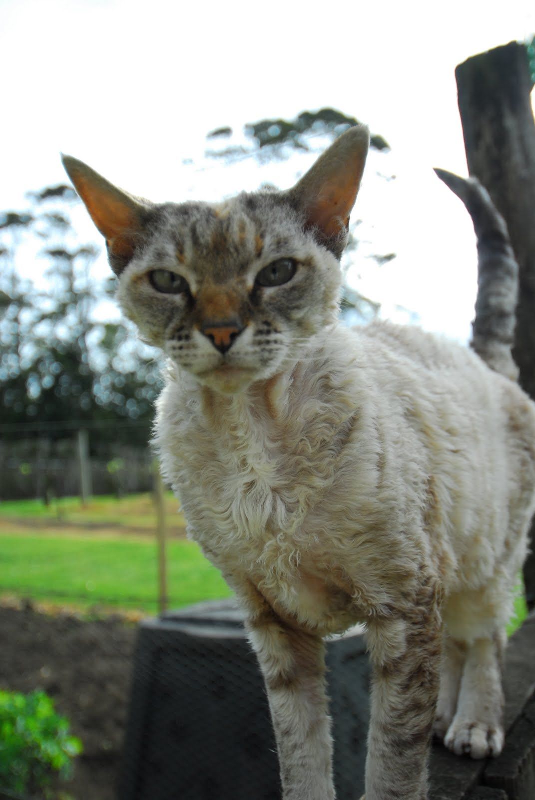 New Zealand Cat Breeds Pets Lovers