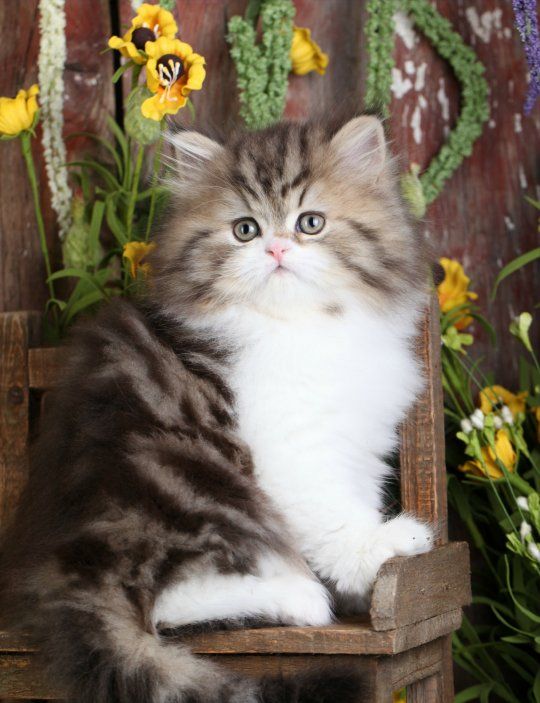 Cheap Cat Breeds Philippines Pets Lovers