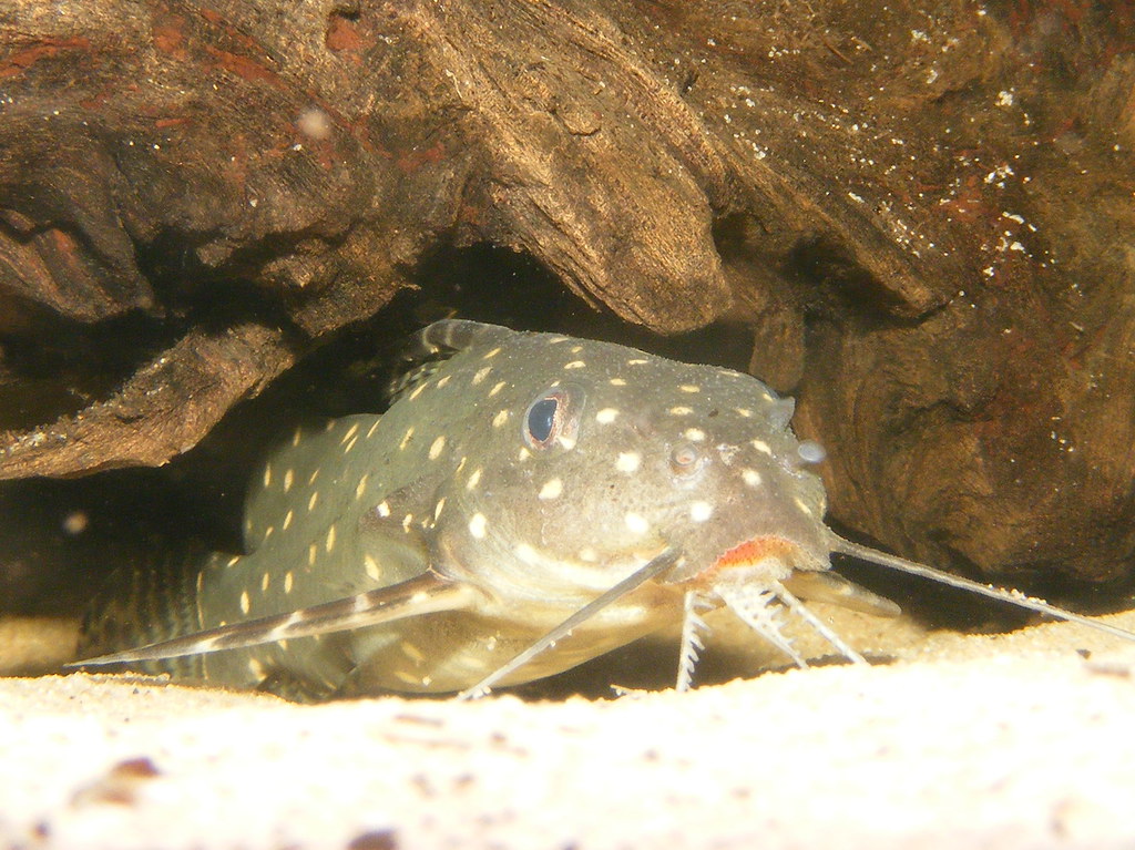 White spotted catfish (Synodontis angelicus) Size approx