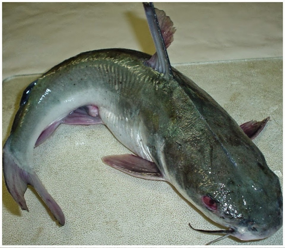 . Catfish Farming in Nigeria How to Start!