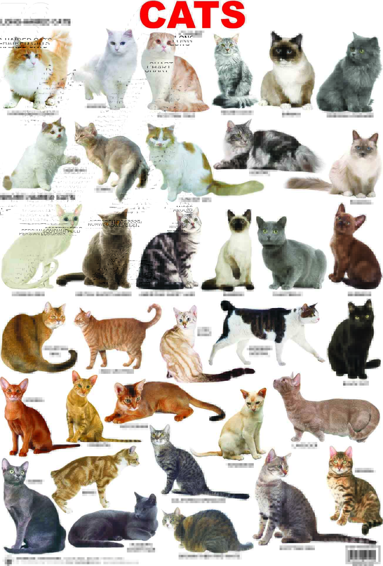 Cat breeds information, characteristics and behavior