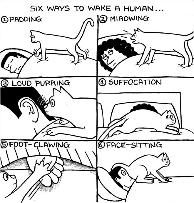 Six way to wake a human.Funny cat cartoon Cartoon cat