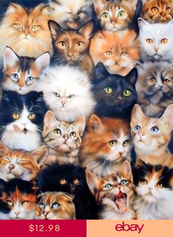 All Cat Breeds A Z With Pictures Pets Lovers