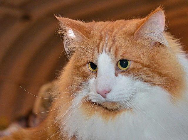 Norwegian Forest Cat Pictures and Information