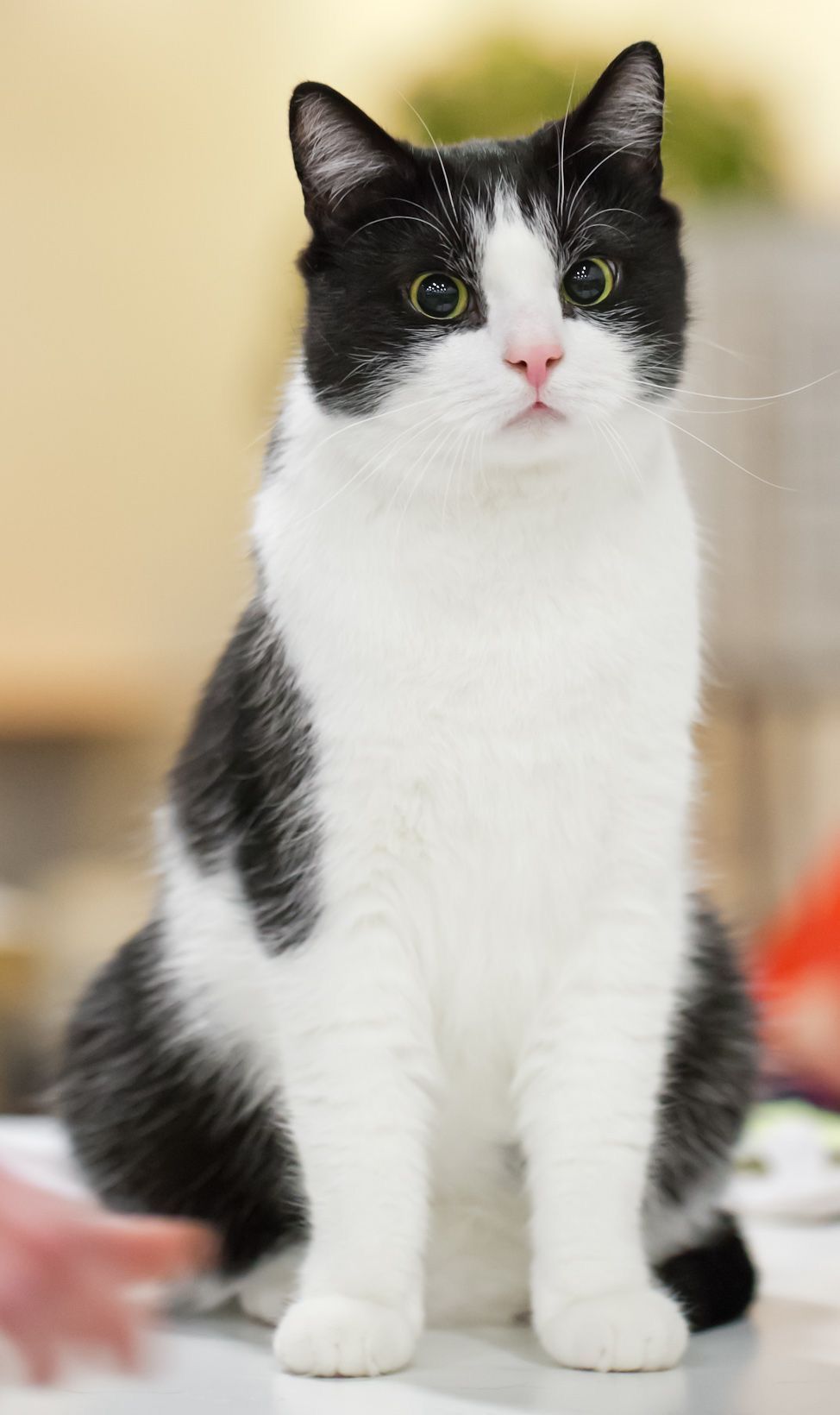 Tuxedo Cat British Shorthair Black And White Cat Breeds