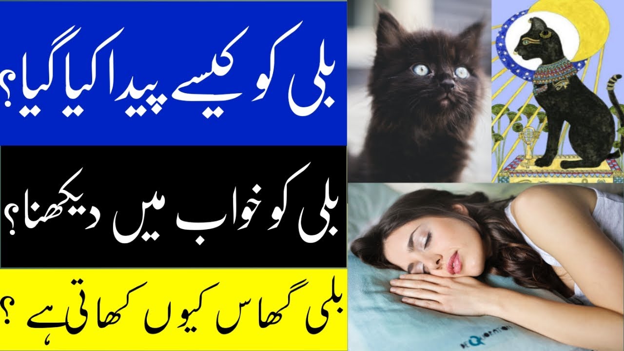 Interesting Facts About Cats Khawab Mein Billi Dekhene