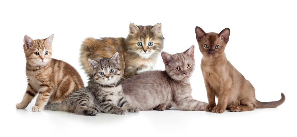 How many cat breeds are there?