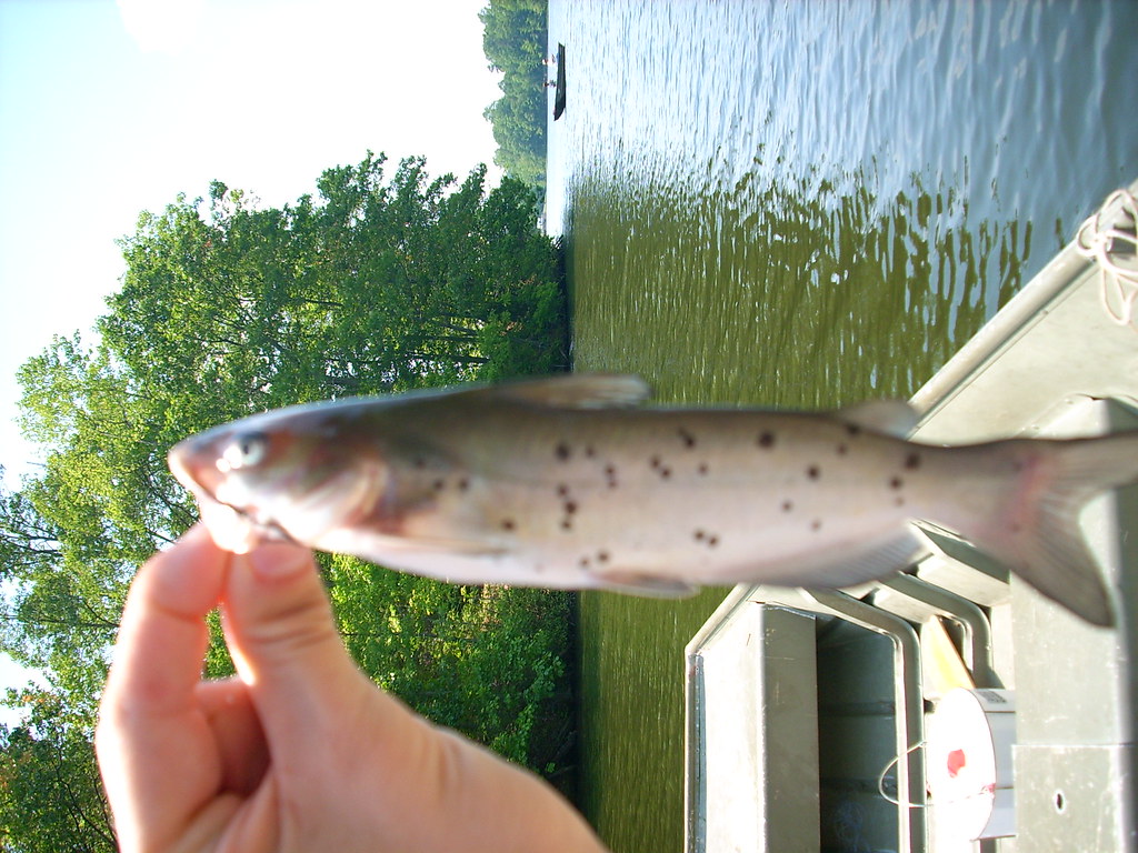 Channel Catfish A small channel catfish with black spots