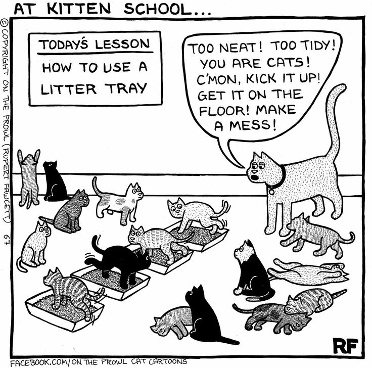 Pin by Erich Wood on Newspaper Comics Cat jokes, Funny