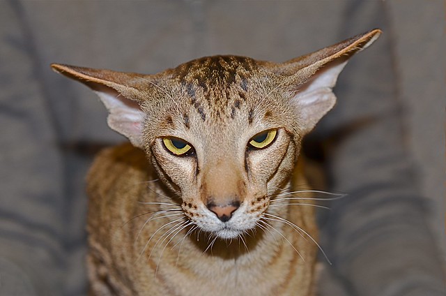 Oriental Shorthair Cat Pictures and Information Cat