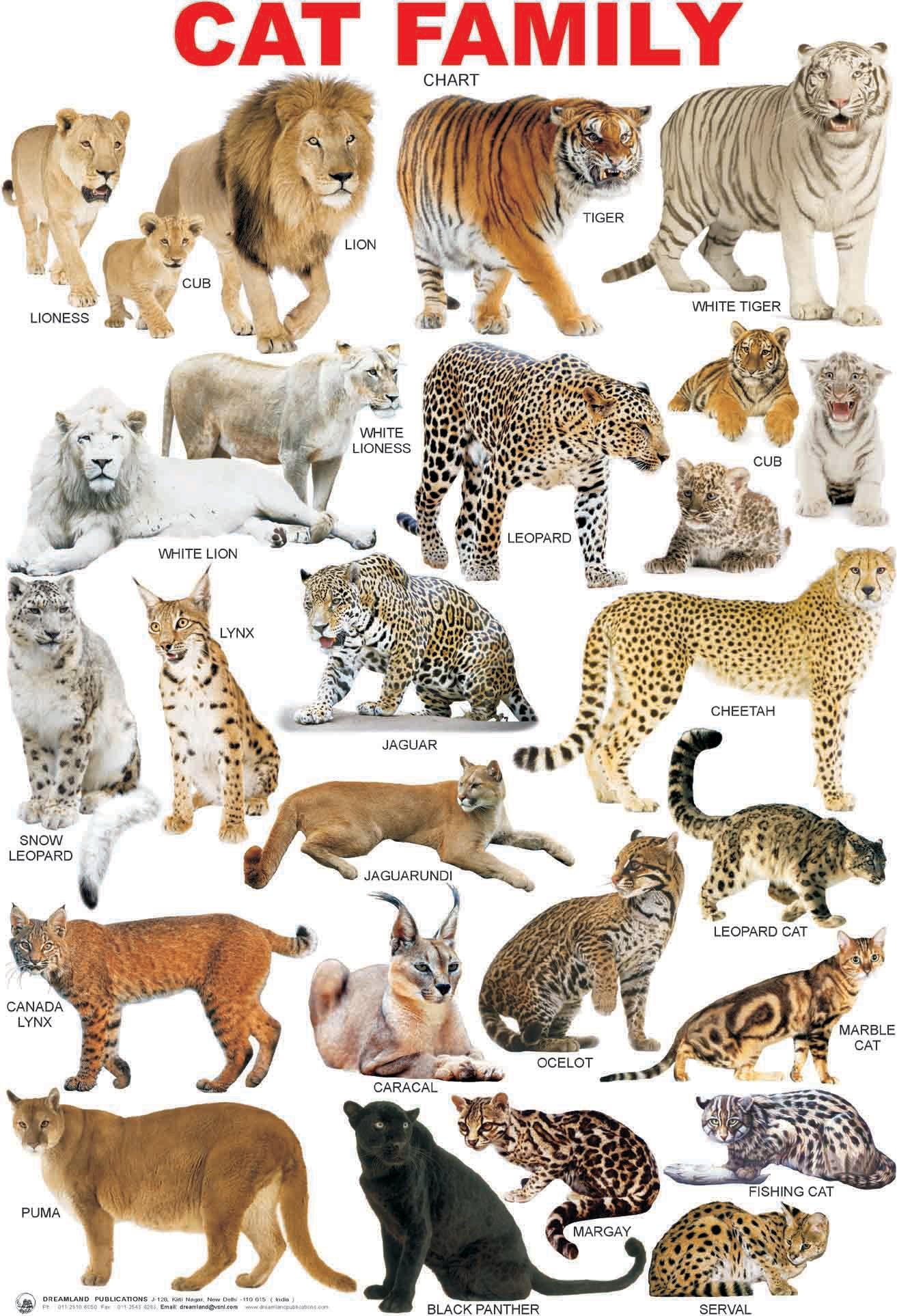 cat breed chart Google Search BigCatFamily Cat breeds