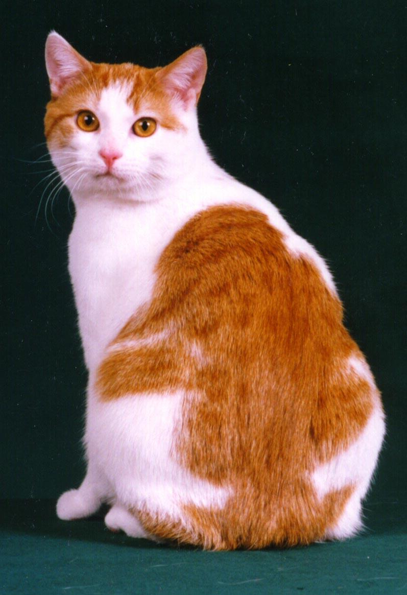Cat Breed With No Tail Cats Types