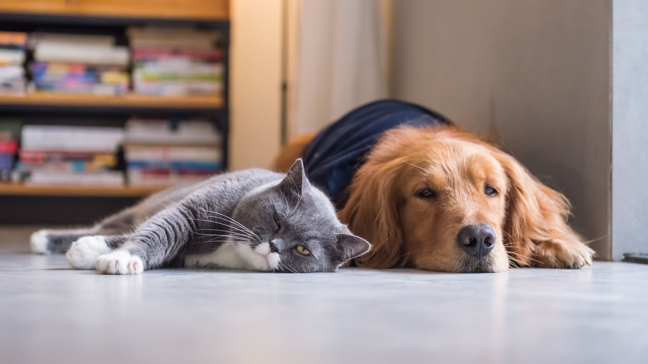 5 Dog Breeds That Get Along With Cats Mental Floss