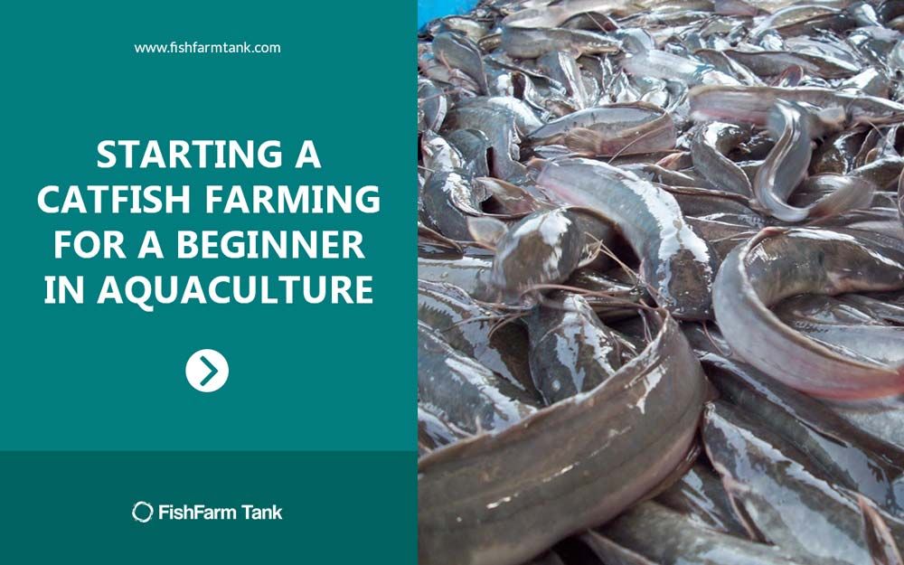 Amazing! This is How to Start Catfish Farming in