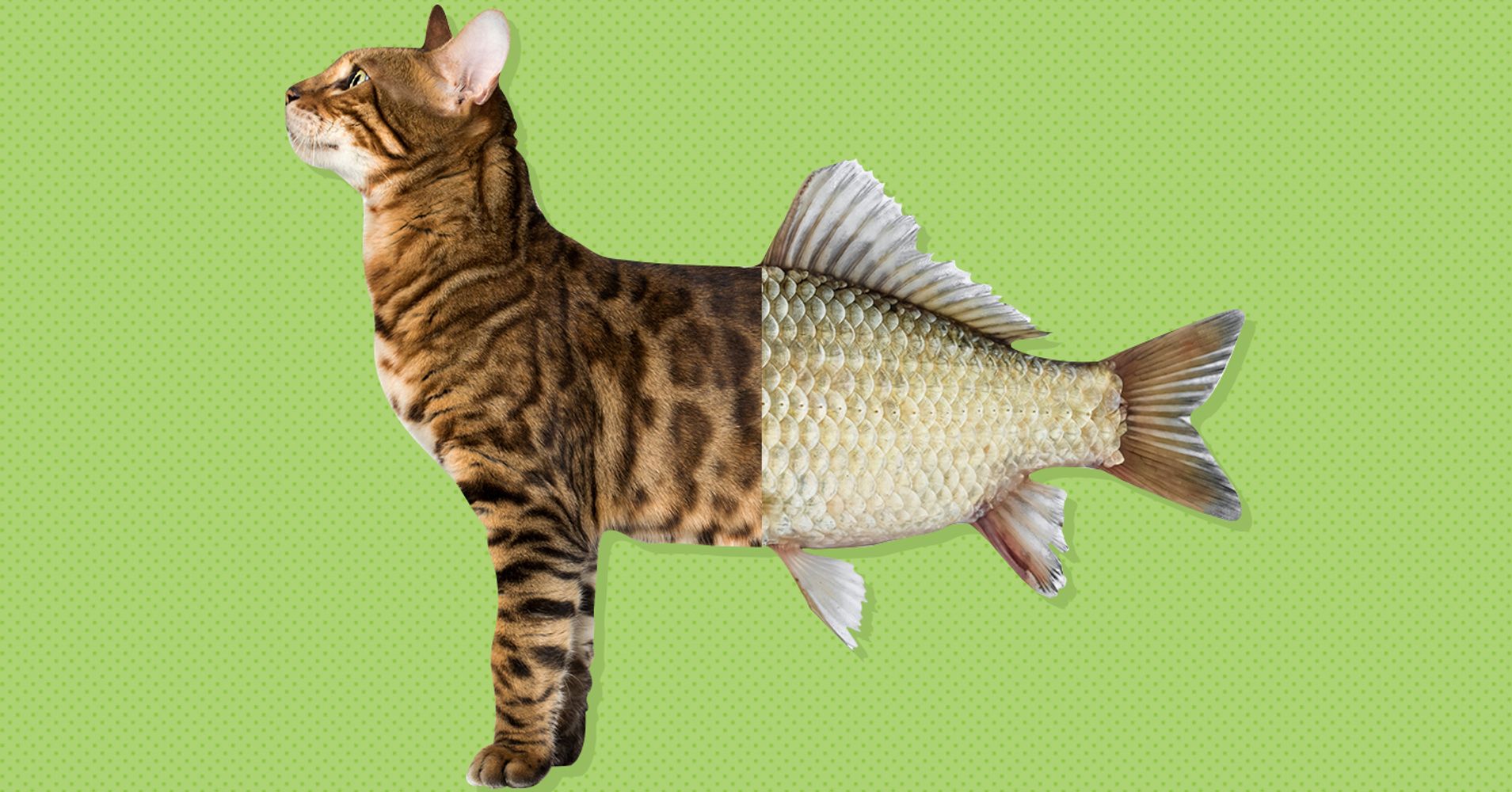 10 Ways To Tell You're Being Catfished HuffPost