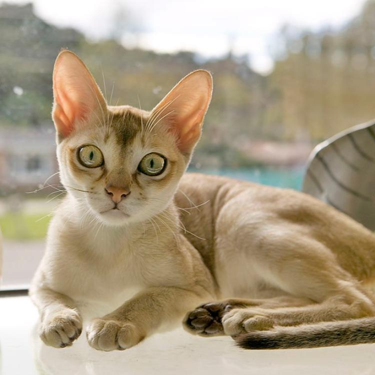 5 Most popular cat breeds with big and attractive eyes