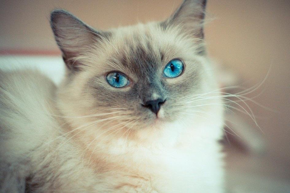 These Are the Top 10 Most Popular Cat Breeds News