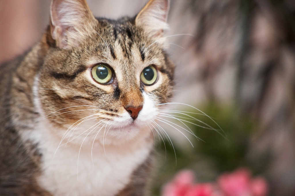 Veterinary XRay Meow + Roar = Hybrid Cats