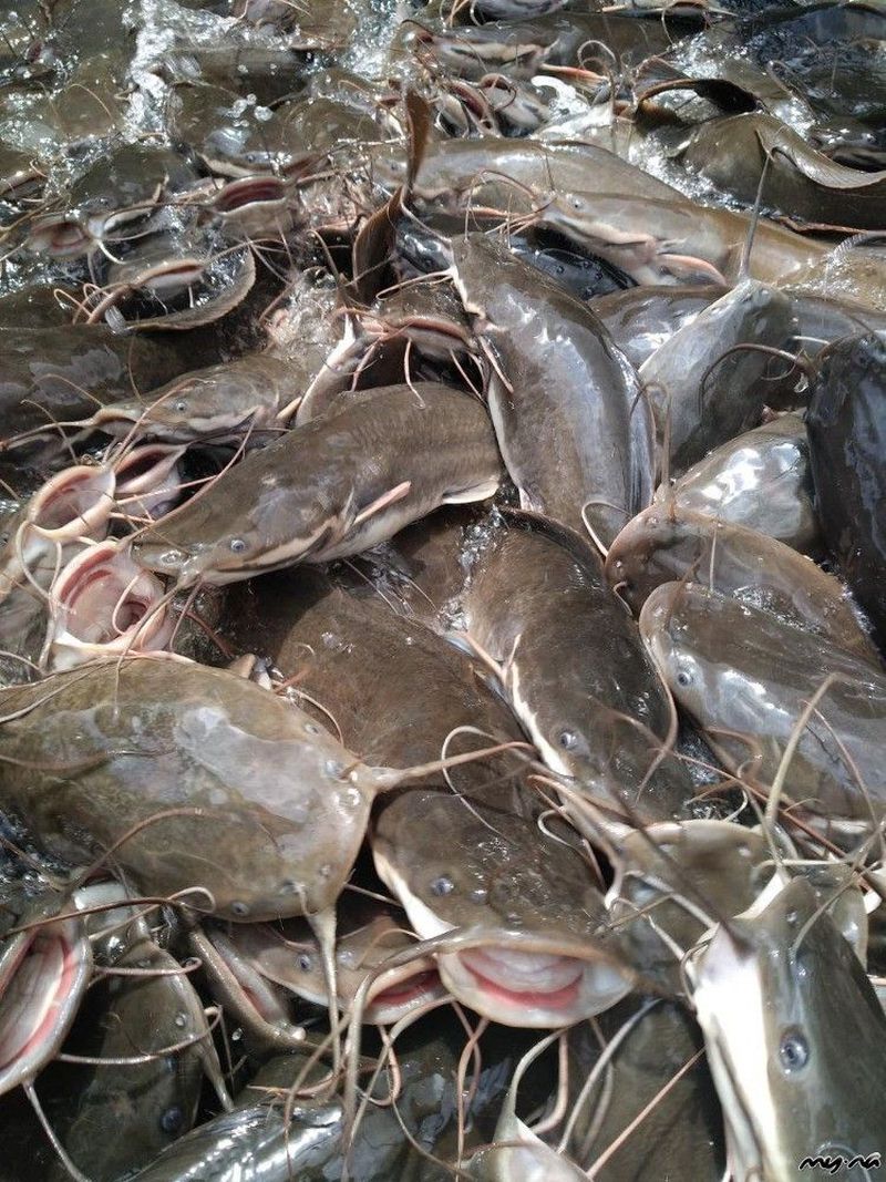 Frozen Catfish For Sale My Namibia