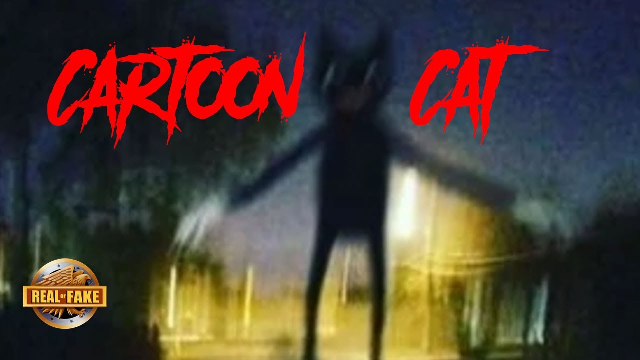 CARTOON CAT real or fake? YouTube