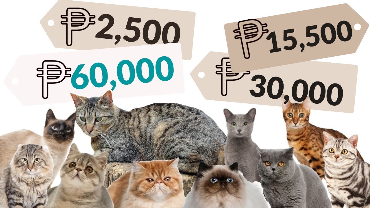 The real COST to own a CAT Best CAT BREEDS in the